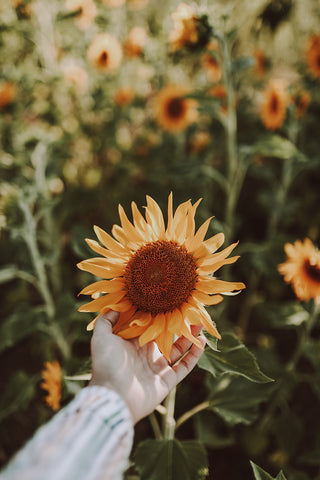 sunflower pollinator