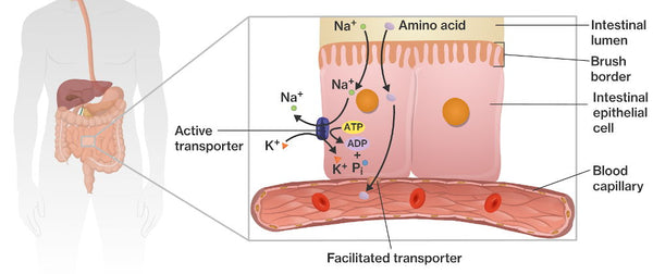 amino transporter