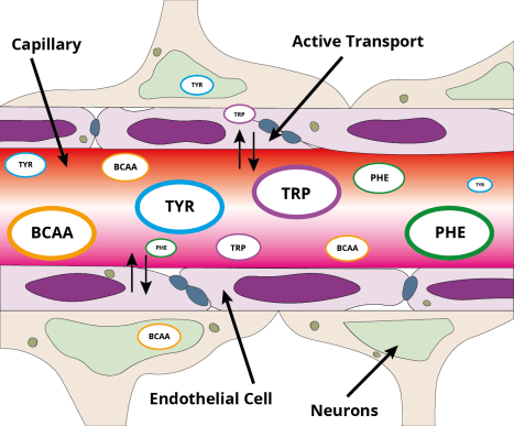 Managing fatigue at work blood brain barrier image