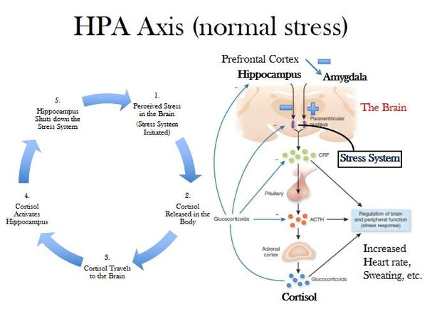 Adaptogens For Stress hpa axis