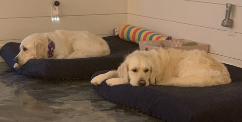 Two labradors on dog beds with removable PawSheet dog bed cover