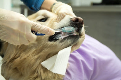 Brushing dog's teeth is part of keeping your dog healthy - like a clean bed