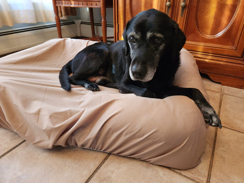 Clean, odor free dog on dog bed in kitchen. PawSheets and DEODORATOR make it easy to eliminate dog bed odor.