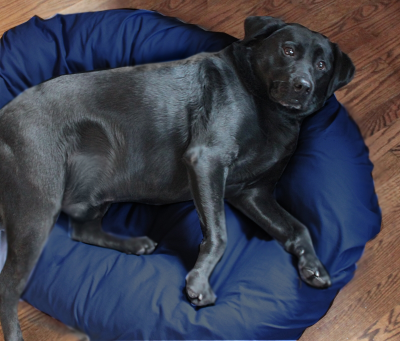 Dog on a round, bagel bed with navy dog bed cover.