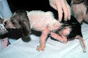 Puppy with mange or scabies
