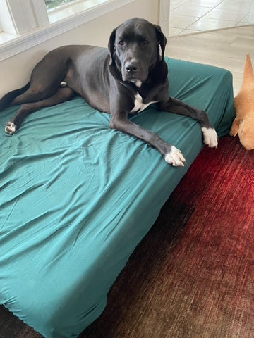 Large dog on XL Big Barker Orthopedic Dog Bed with XXL PawSheet dog bed cover