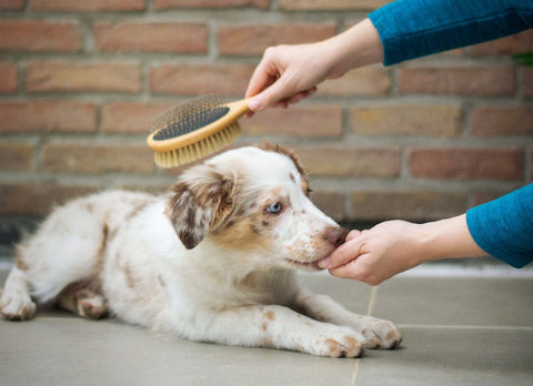 Brush dog and change dog bed cover to reduce dog hair shedding