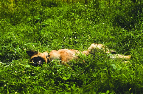 Dog rolling in grass can contract mange - scabies from wildlife