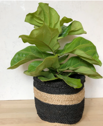 Jute Planter