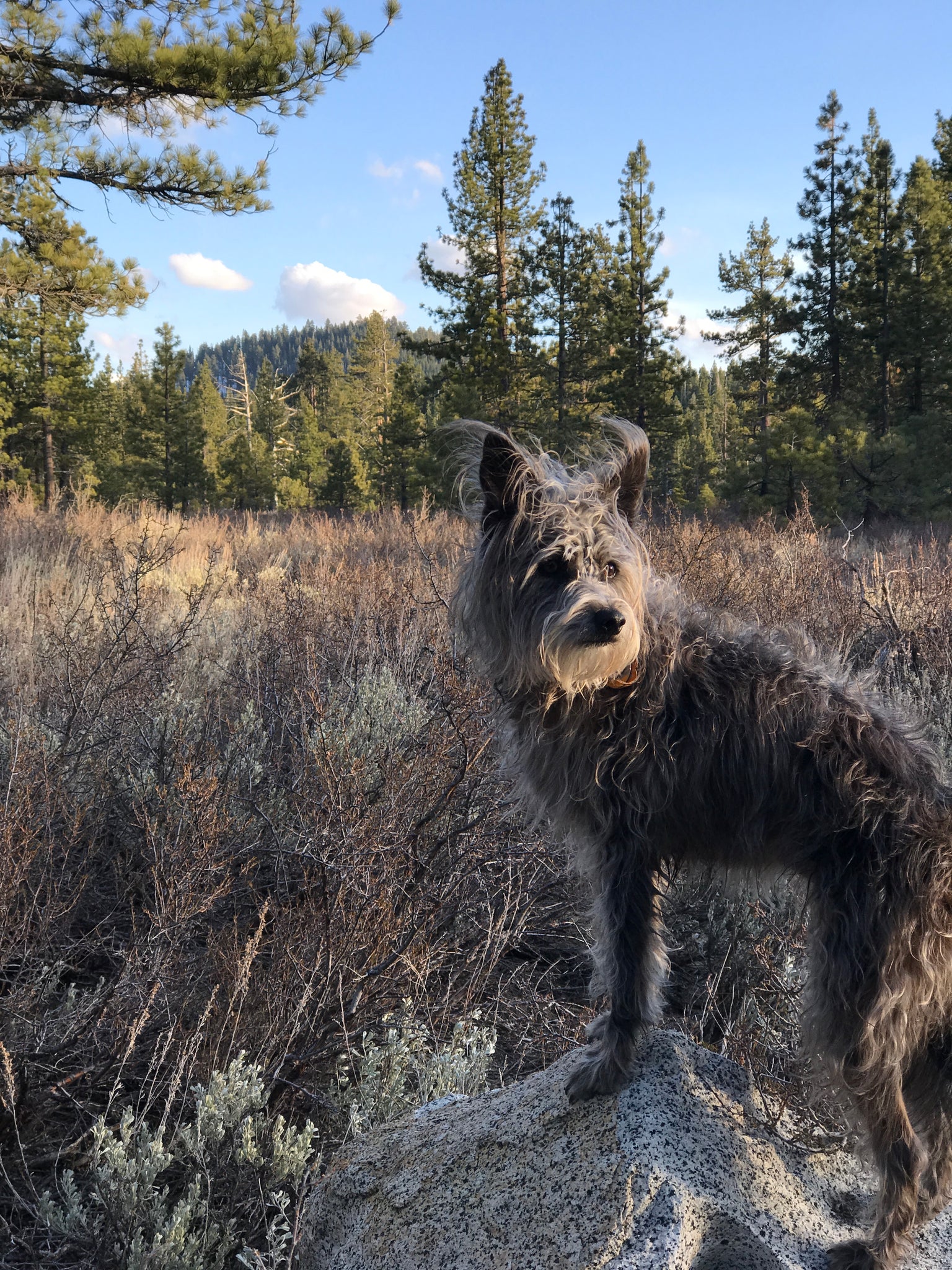 Picture of a scruffy terrier type dog standing on a rock with the background of a forest
