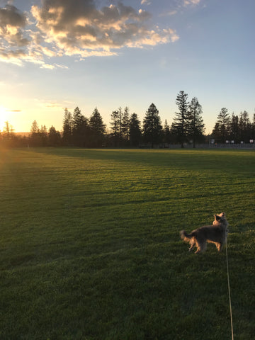 Scruffy little grey dog on extended leash, on a green lawn with trees in the distance, staring off into a bright sunset, blue skies, and a few wispy clouds