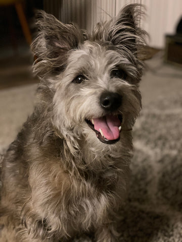 Grey scruffy puppy with mottled color fur, with her mouth hanging open in a smile, on living room rug