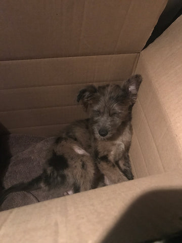 Grey, black, red, and silver rescue puppy in a cardboard box, sleeping in the corner on a brown towel