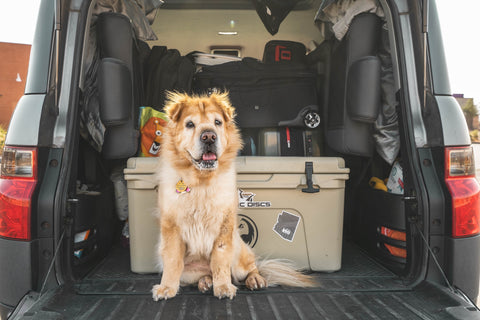 Chow mix dog sitting inside an open SUV trunk, waiting to go on a road trip