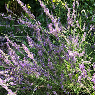 Lavender, Lavendula angustifolia, Live Plant in 3–4-inch Pot