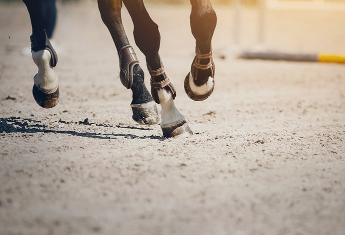 Tendinitis en caballos: por qué se produce y cuál es su tratamiento