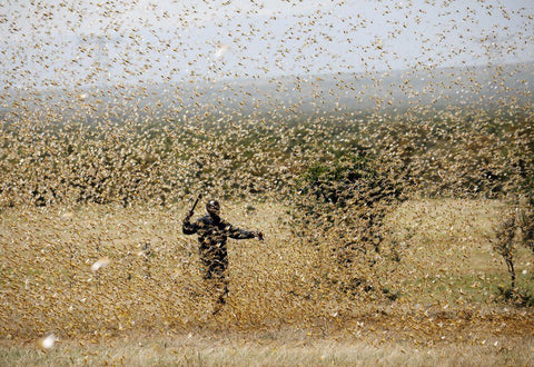 Africa Locust Swarm