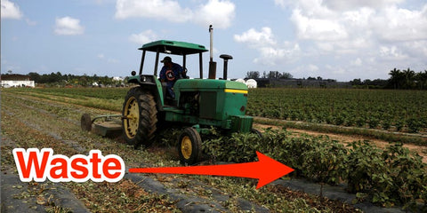 Farmers Destroy Crops