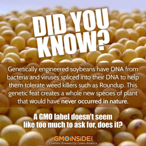 GMO Soy