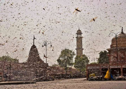 India Locust Swarm
