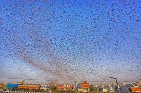 India Locust Swarm