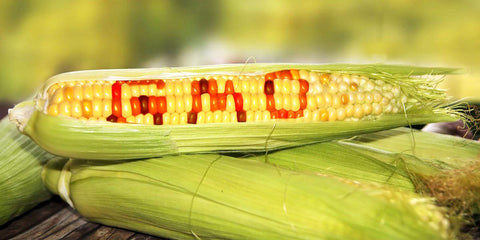 GMO Corn