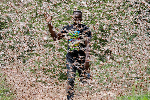 Africa Locust Swarms