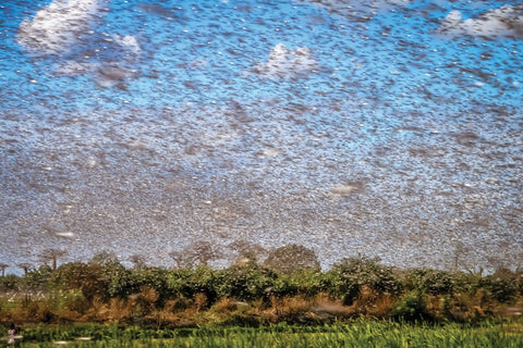 Locust Swarm