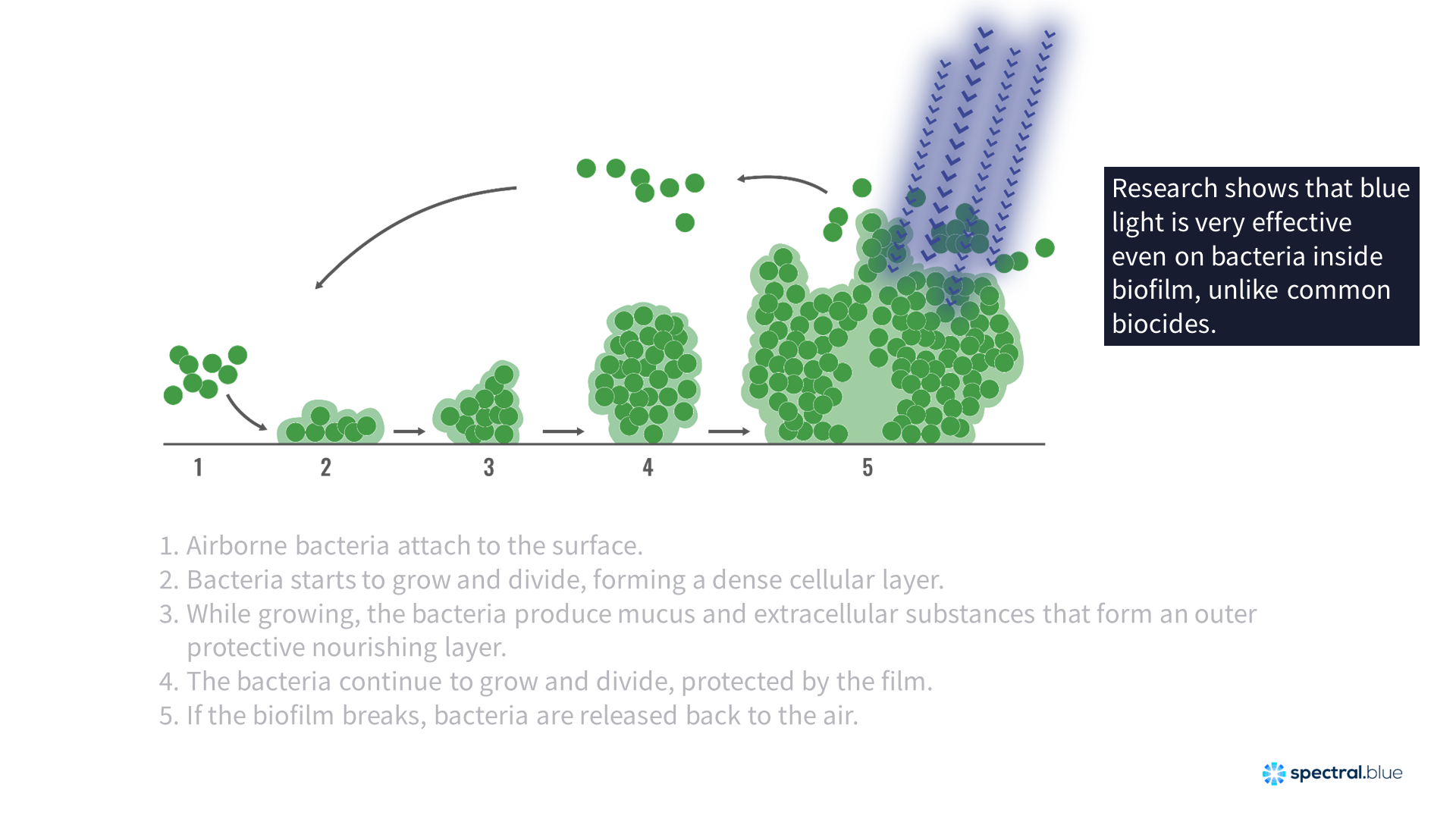 How biofilm forms and how blue light can penetrate it