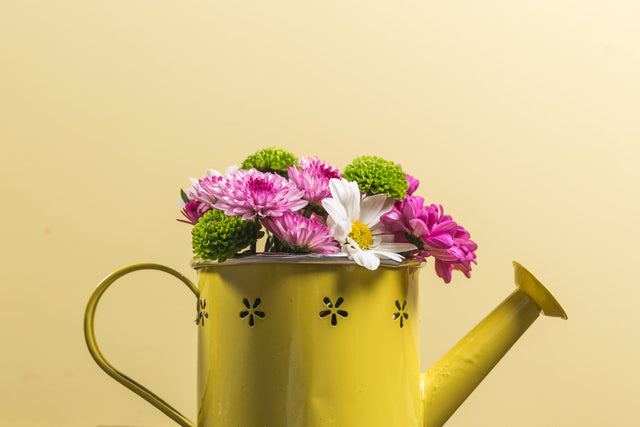 Picture of Yellow watering can