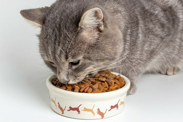 طعام القطط الصحي