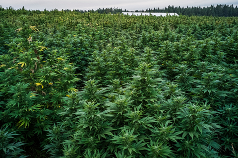 Cannabis plantation