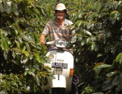 on scooter through coffee plants