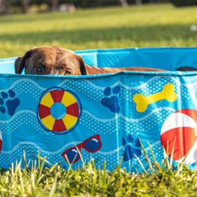 piscine-pour-chien-résistant