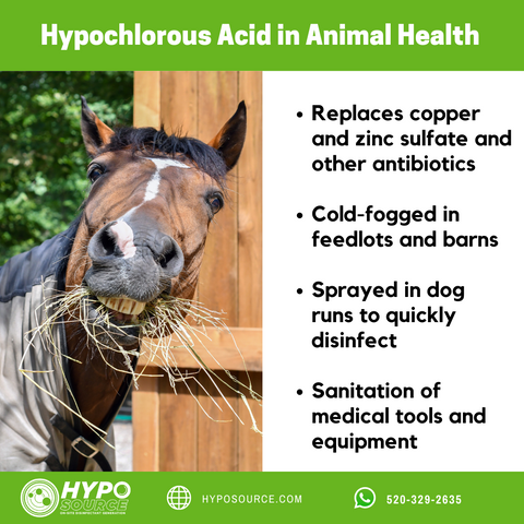 Hypochlorous acid in veterinary care