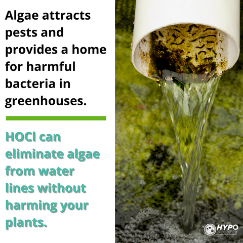 hypochlorous acid kills algae