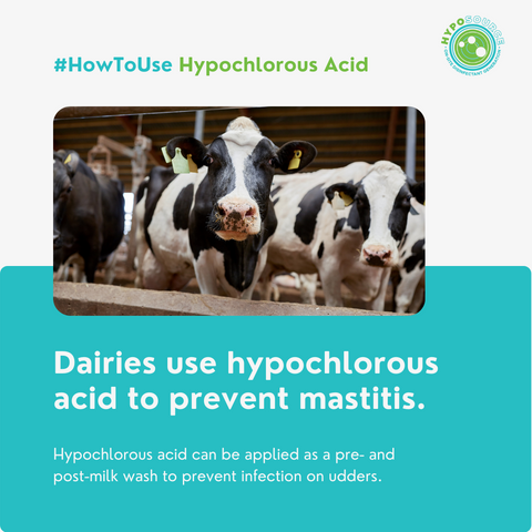 Hypochlorous acid in dairies