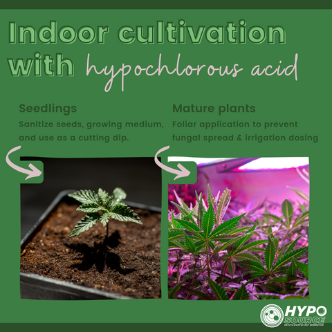cannabis cultivation hypochlorous acid