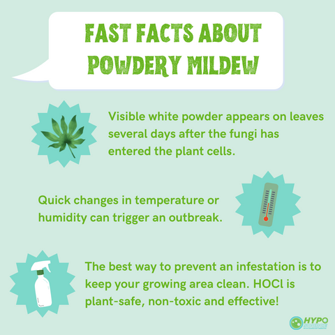 Powdery mildew and hypochlorous acid