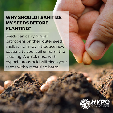 Hypochlorous acid as a seed sanitizer