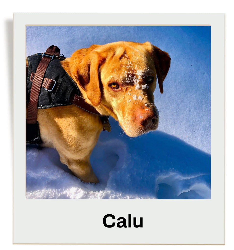 Calu von Alpenwuff