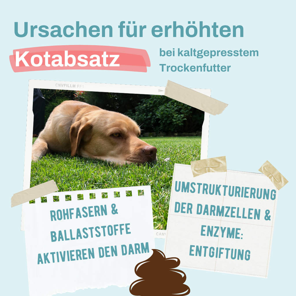 Ursachen für erhöhten Kotabsatz - kaltgepresstes Hundefutter