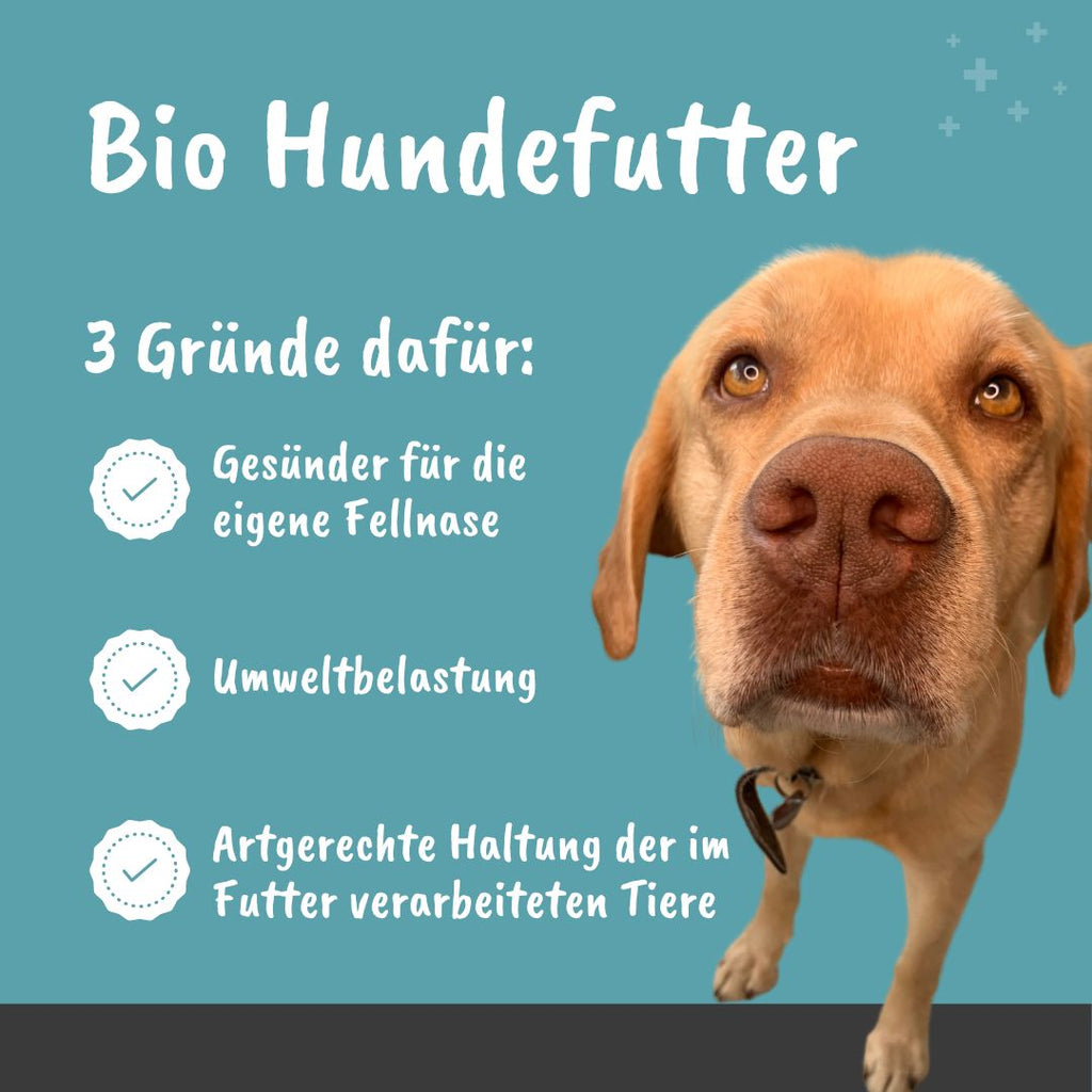 Bio Hundefutter 3 Gründe für Bio Trockenfutter Hund