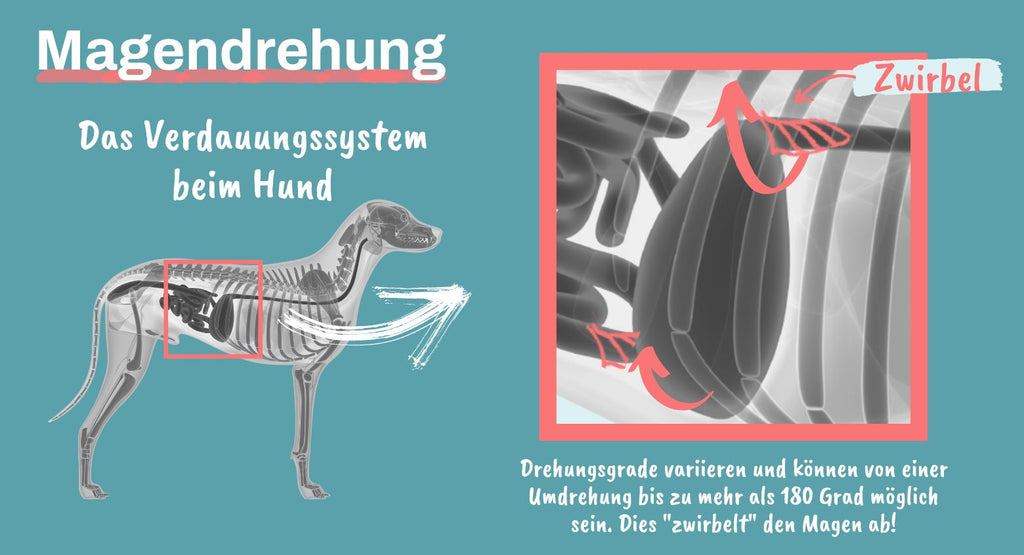 vidnesbyrd system Bliv overrasket Magendrehung beim Hund I Alpenwuff Ratgeber Hundeernährung