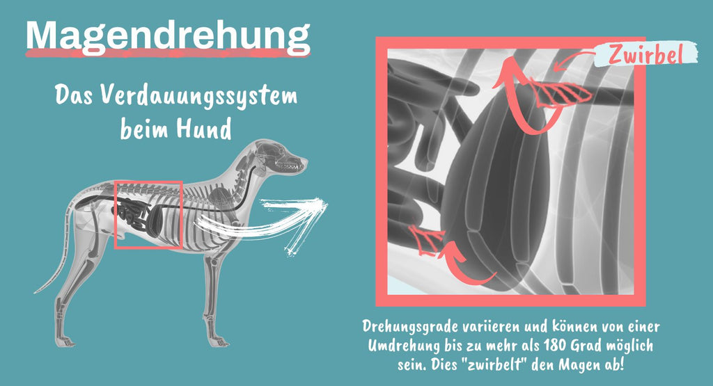 Magendrehung beim Hund Alpenwuff