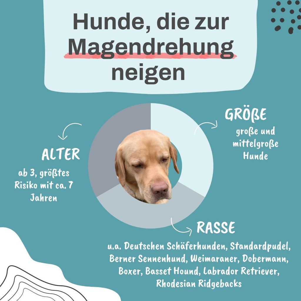 Magendrehung Alpenwuff Ratgeber Hundeernährung