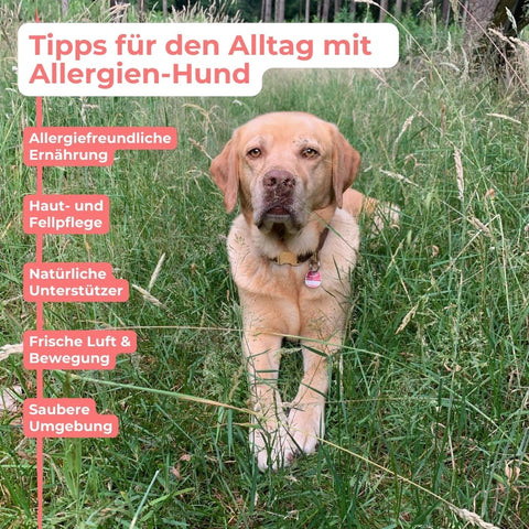 Allergien Hund Alltagstipps Alpenwuff Ratgeber