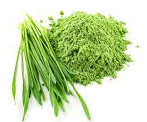 Forest ORGANIC BARLEY GRASS