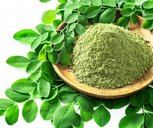 Forest Organic Moringa