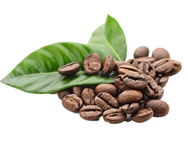 Forest Freeze dried arabica coffee